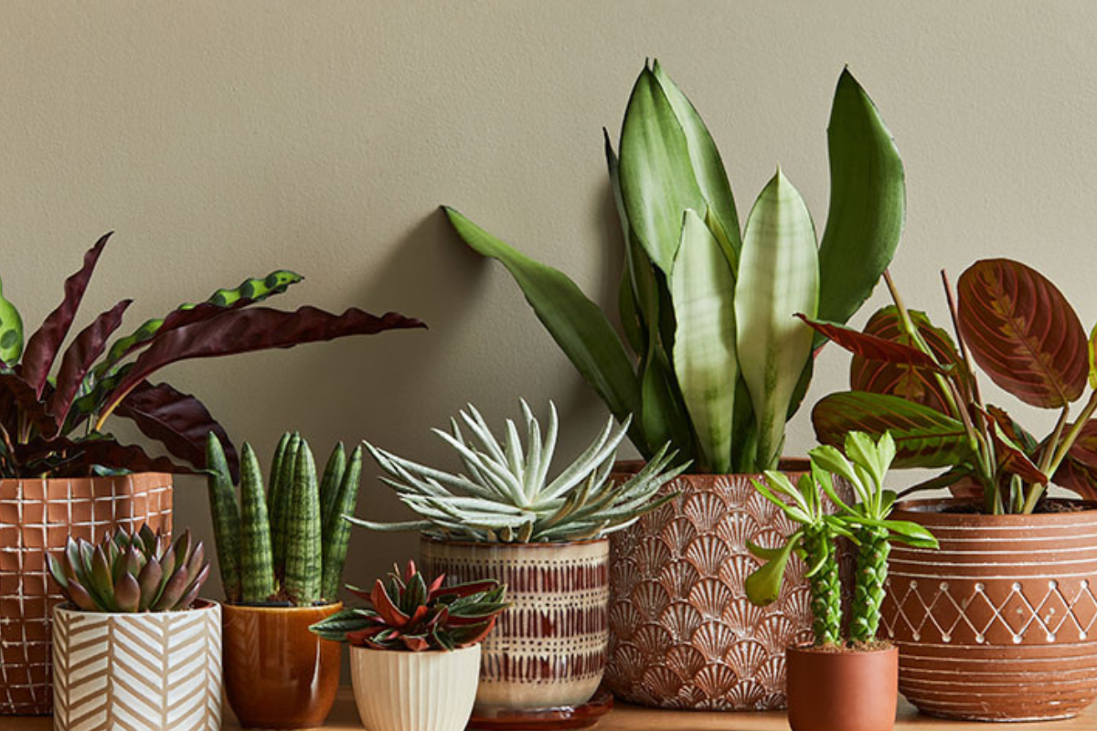You are currently viewing Why Plants don’t Last? Understanding the 6 Factors That  Affect Plant Exuberance and Beauty