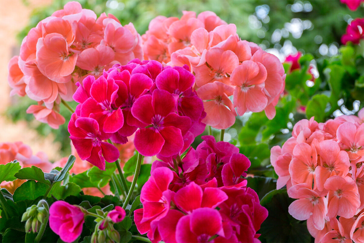 Read more about the article The 10 Best Plants That Repel Mosquitos: A Natural, Eco-Friendly Solution