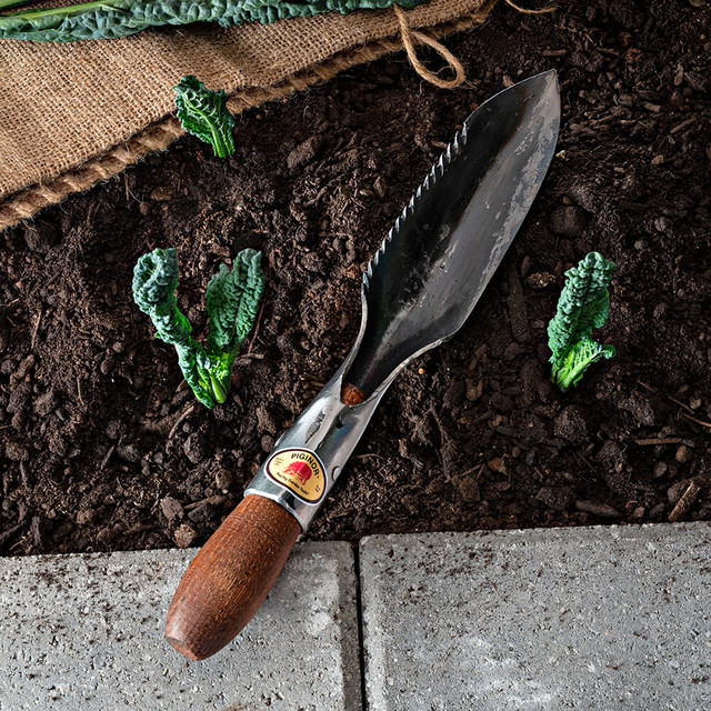 Hori Hori garden knife with serrated edge lying on soil among small leafy plants