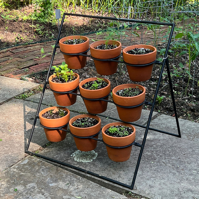 Metal frame plant stand holding rows of small terracotta pots in garden setting