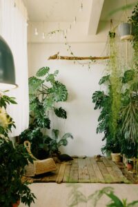 Read more about the article 10 Most Famous Indoor Plants Used in Boho Decor